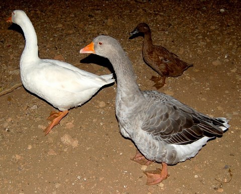 duck_goose